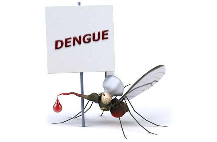 dengue mosquito picture